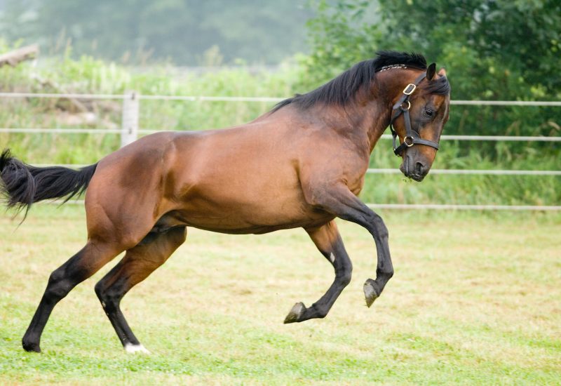 Second Inter Dominion champion for Grinfromeartoear