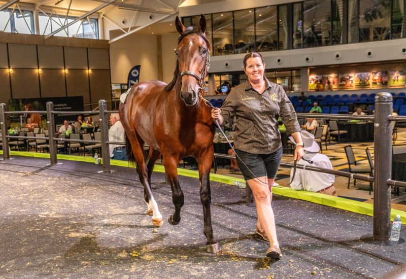 Nutrien Sydney Sale Wrap Up