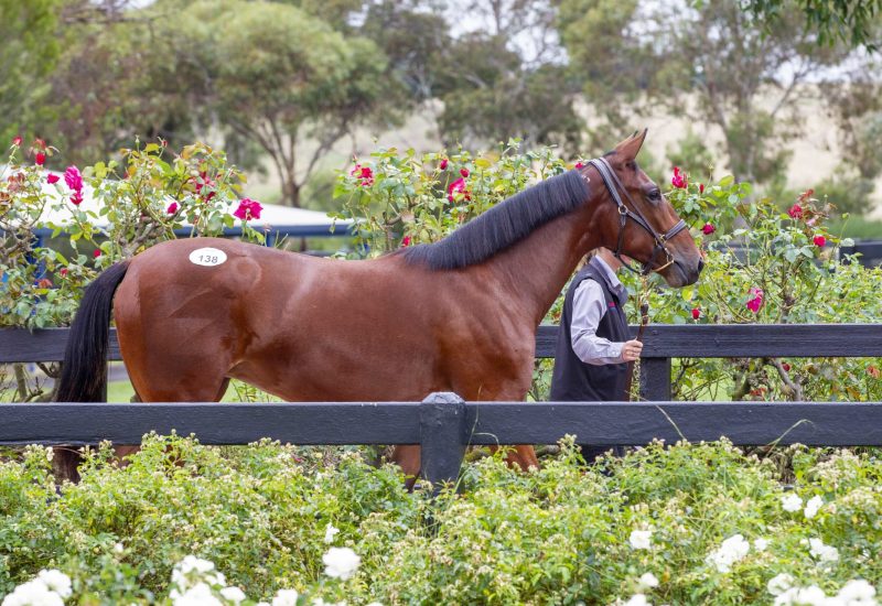 Nutrien Melbourne a success for Alabar!