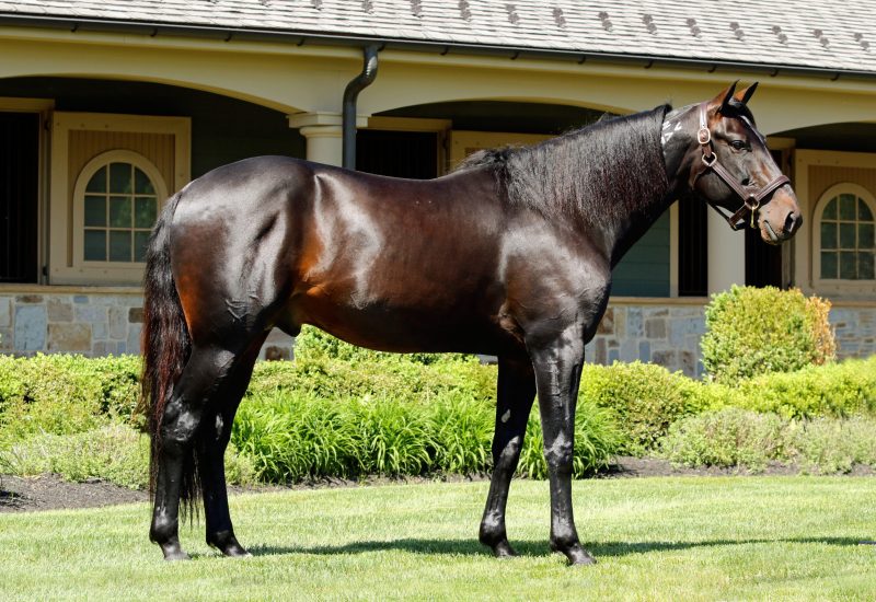 Lazarus yearlings selling huge at Lexington!