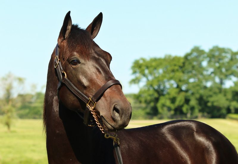 Son of Lazarus wins Bluegrass Stakes division