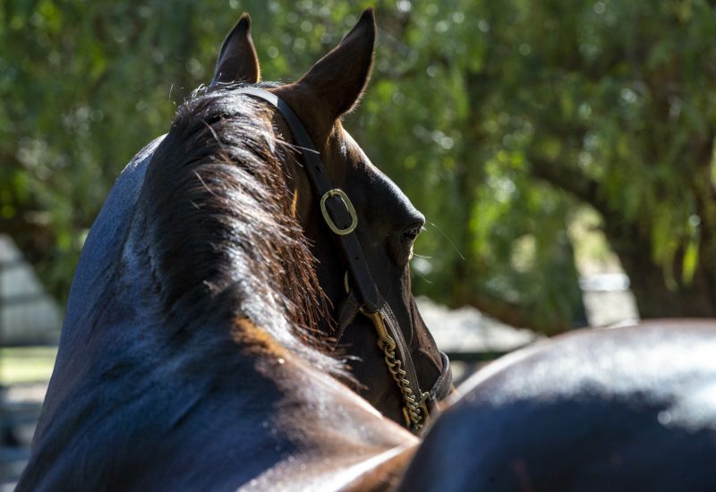 Merlin breaks NZ record