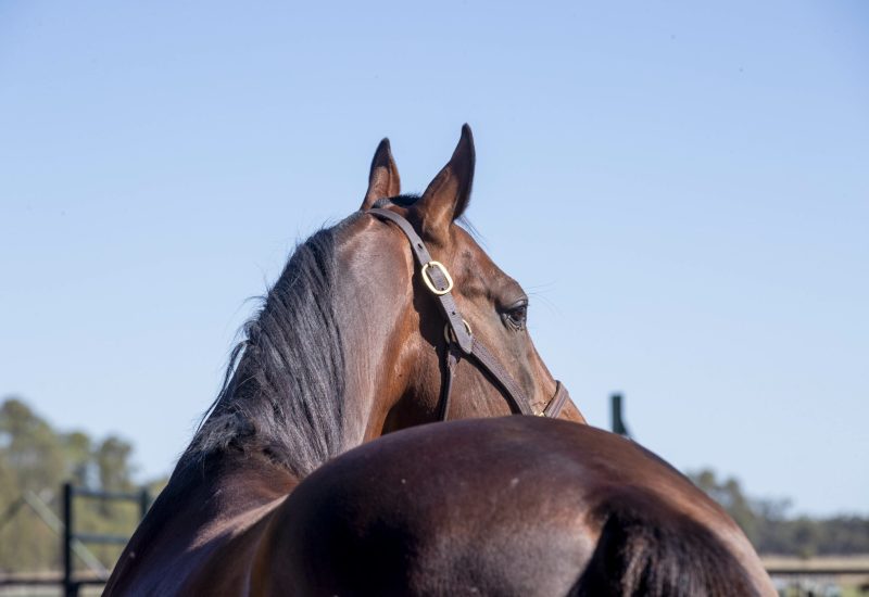 Mister Smartee leads Weekend Winners