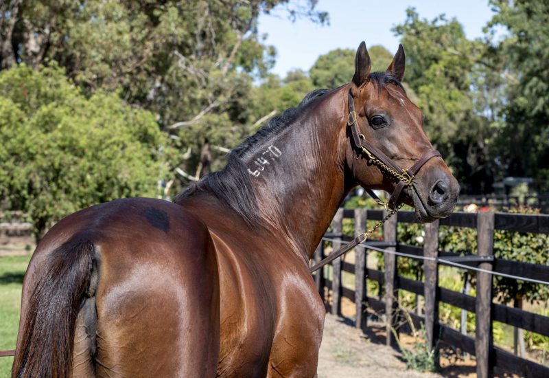 Second Group 1 for Tricky Miki