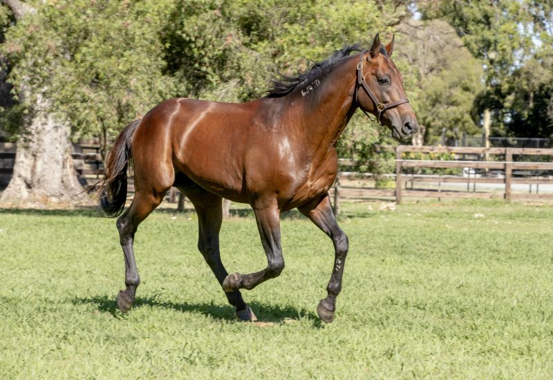 Tricky Miki wins WA Derby