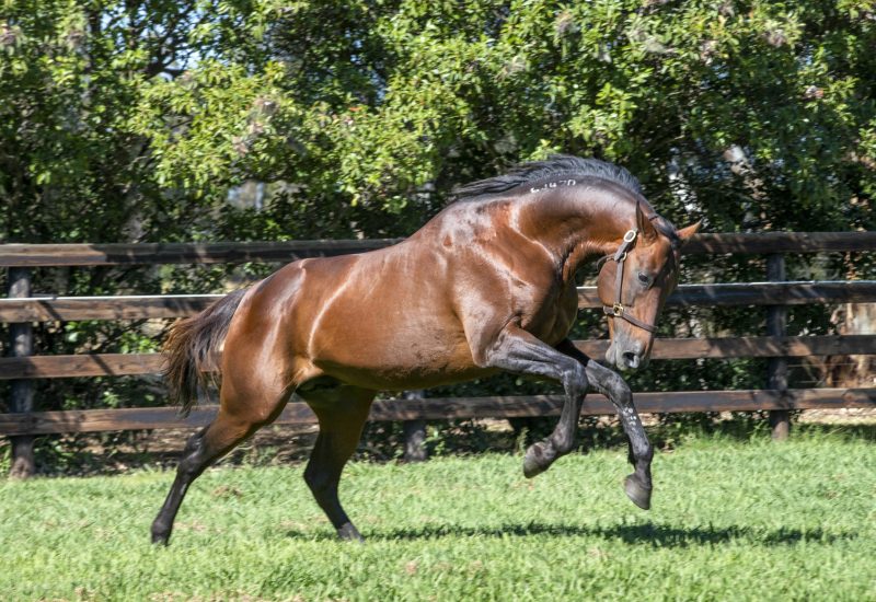 Always B Miki heads NZ 2YO Sires List