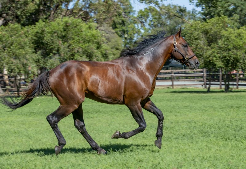 Fate Awaits is a budding star