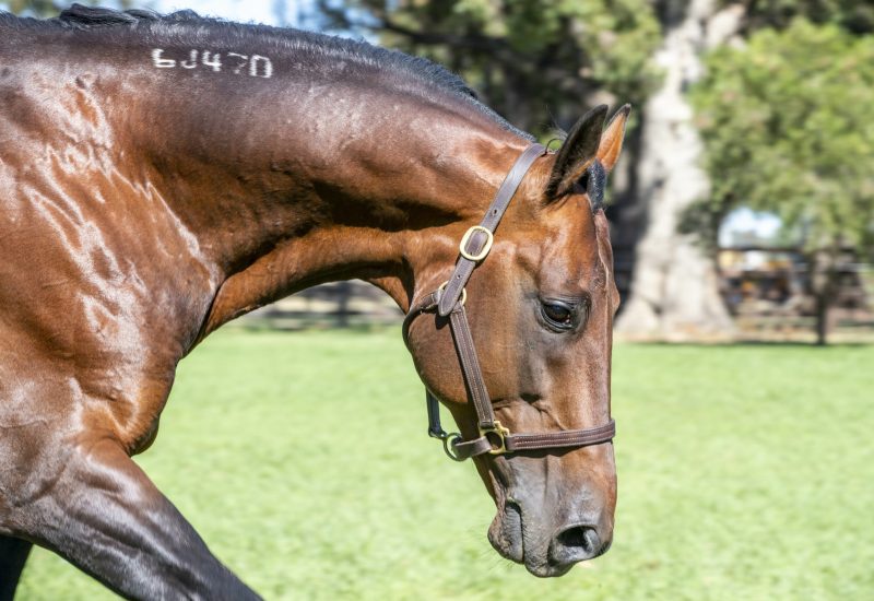 Tricky Miki wins Western Gateway