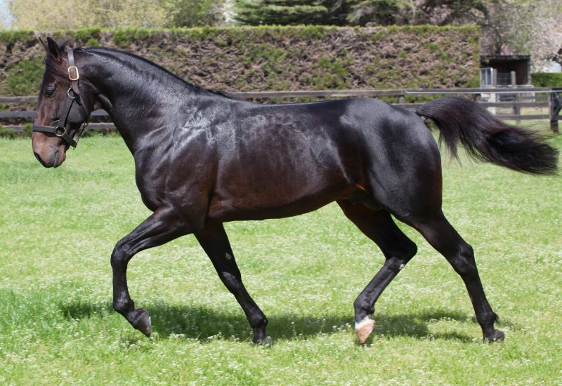 A weekend of winners for A Rocknroll Dance!