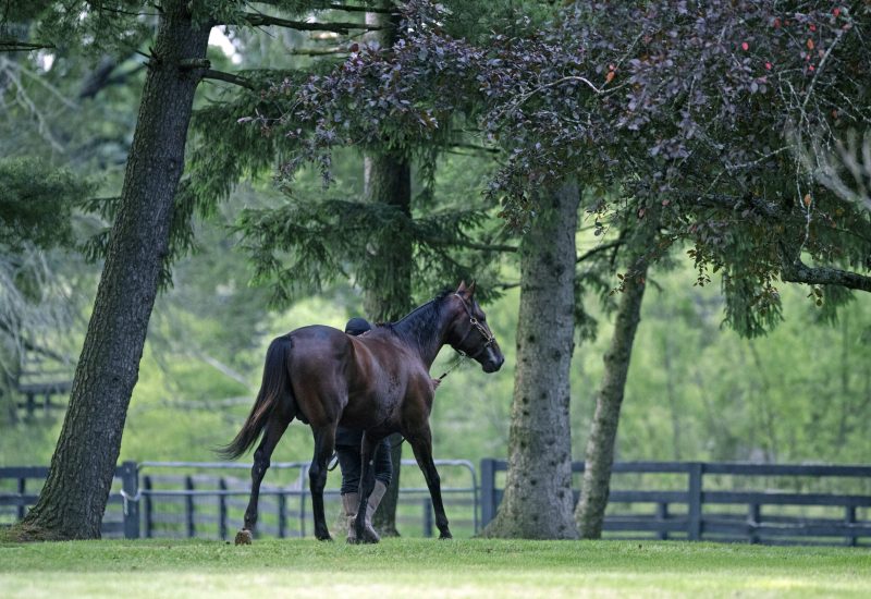Always B Miki leads pacing stallions in Breeders Crown 2YO Finals