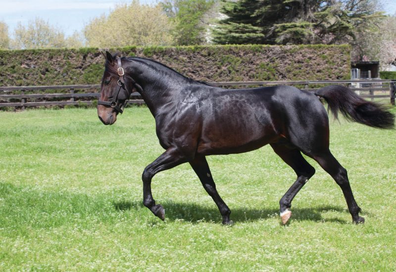 Menangle double for A Rocknroll Dance