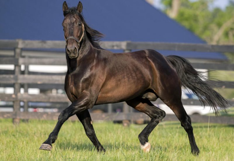 Bar Room Banta repeats in Breeders Challenge