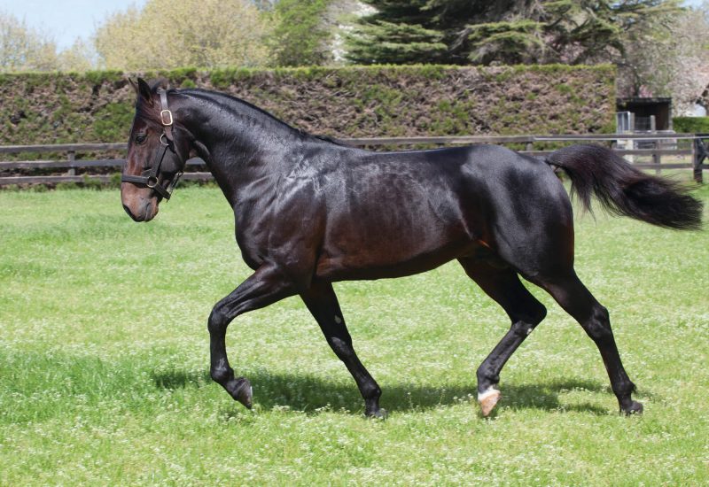 Strong Auckland Sale