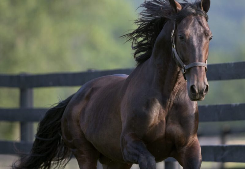 Another Group 1 winner for A Rocknroll Dance!