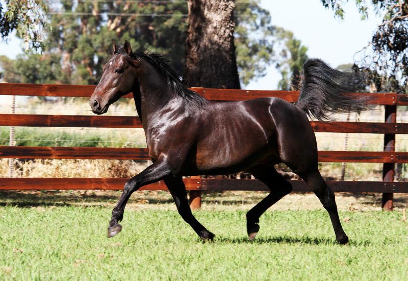 Heavenly Treble at Menangle