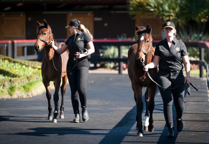 Alabar Weanling Parade 1:30pm Wednesday 22 May