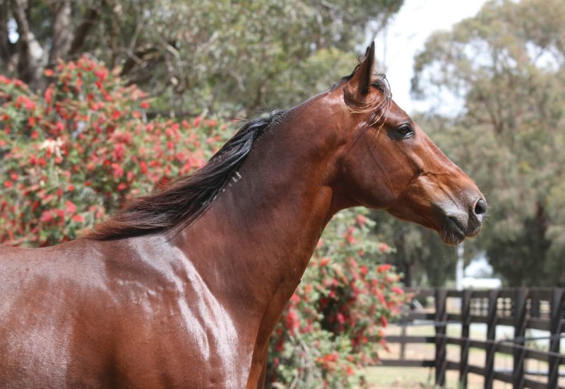 Son of Always B Miki wins Group 3 Classic