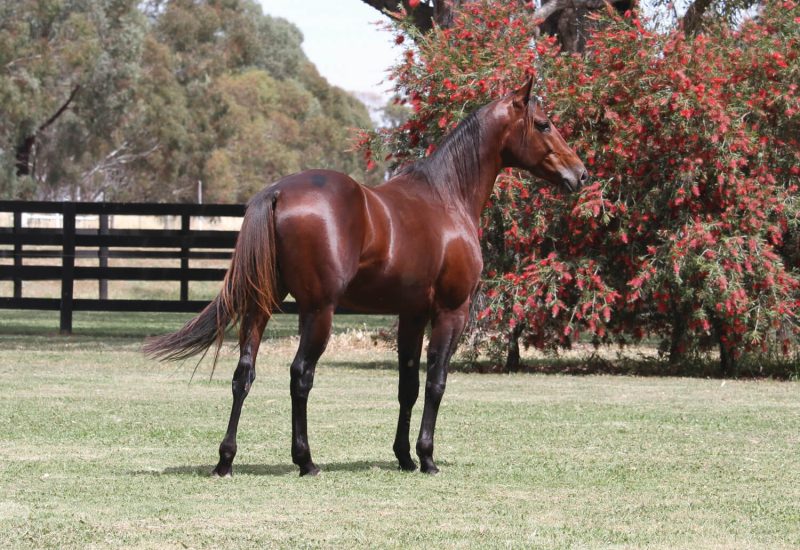 Always B Miki sires Breeders Crown treble