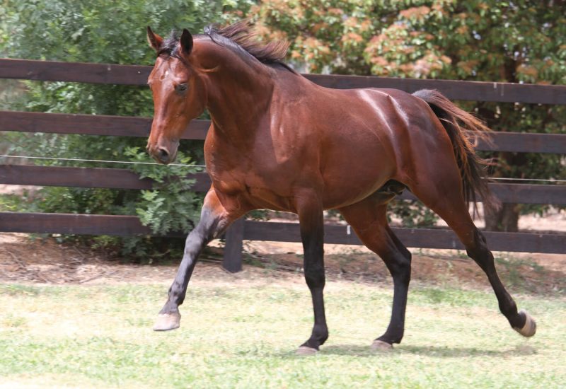 Always B Miki sires first Southern Hemisphere winner