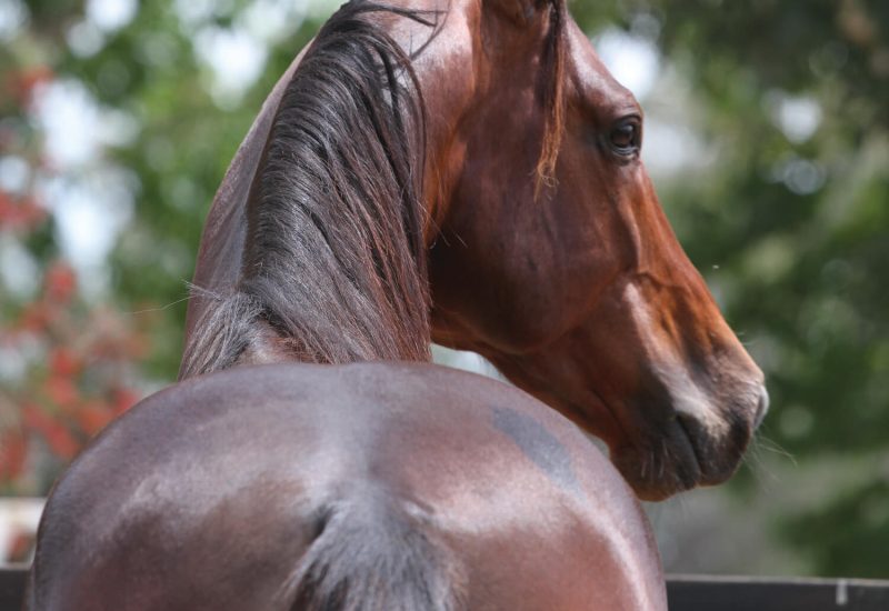 He’s a fighter, he’s a Miki and he’s off to the Eureka!