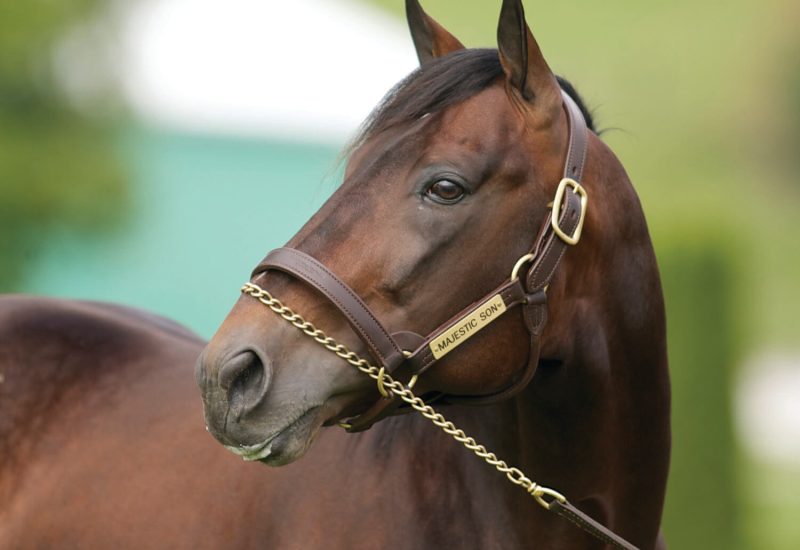 The leading stallion in the leading breeding program
