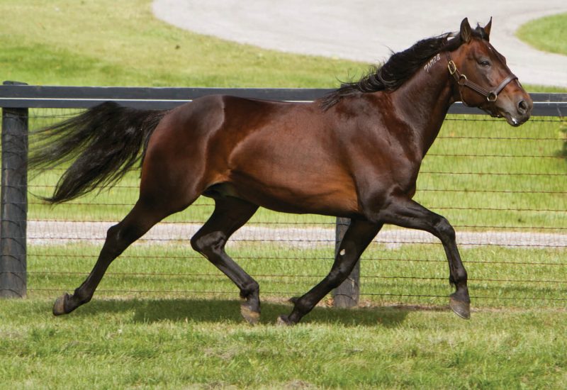 Majestic Man wins another Dullard Cup