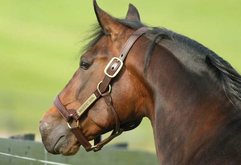 Impressive results for Majestic Son on both sides of the Tasman