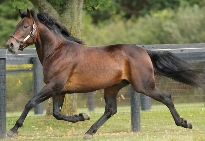 Oscar Bonavena the latest Group 1 winner for Majestic Son