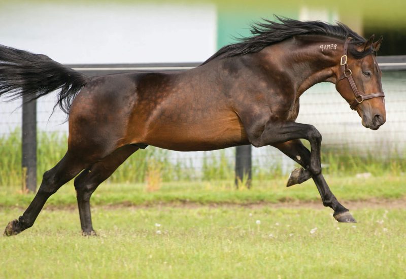 Dominant Grand Prix day for Majestic Son