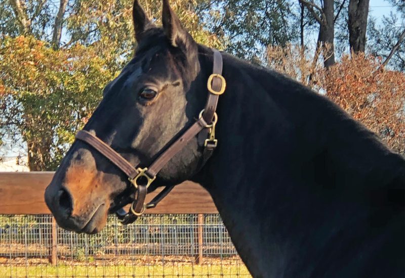 The Storm Inside joins Alabar roster