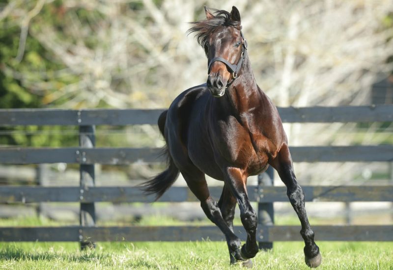 Miss Idaho wins SA Golden Nursery