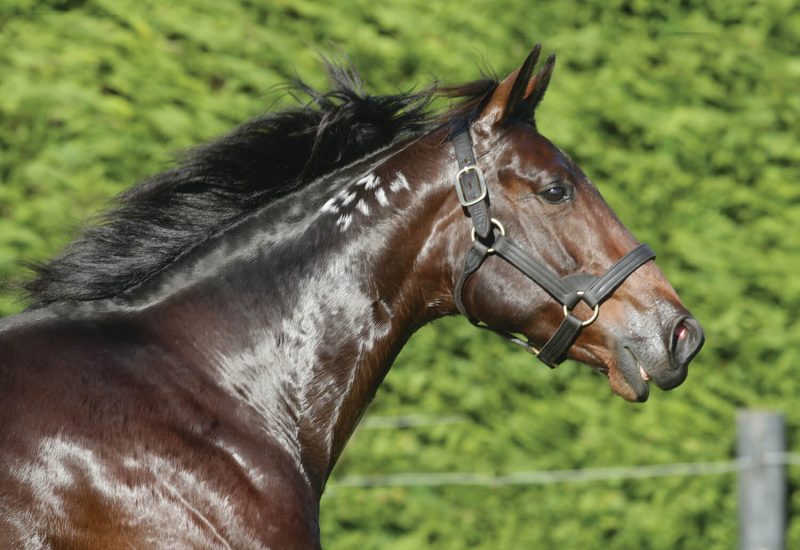 Ultimate Machete two year olds impress