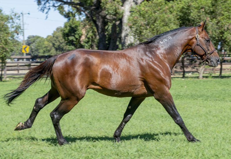 Daughter of Always B Miki wins $525,000 Shes A Great Lady final