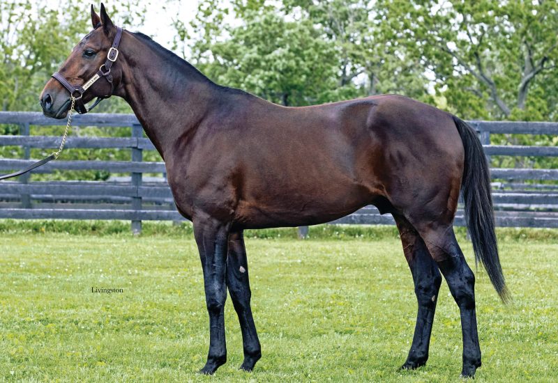 Stakes success for Always B Miki