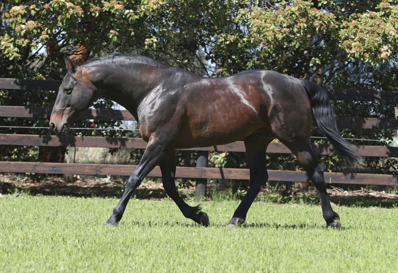 Stakes winner number 218 for Art Major