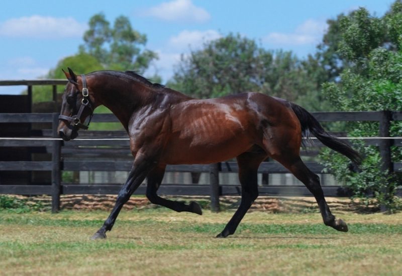 Art Major’s Legacy Shines Bright Across Australasia