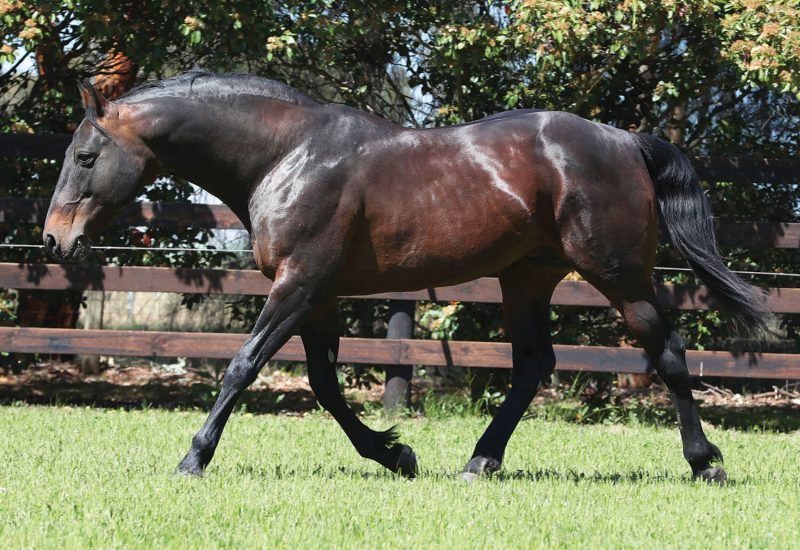 Millionaire daughter of Art Major wins Courageous Lady