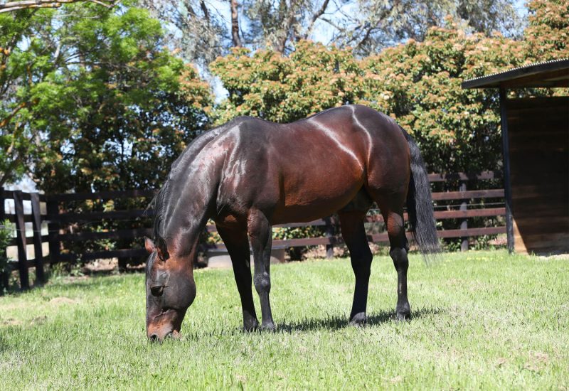 Major Perry wins NZ Sires Stakes heat