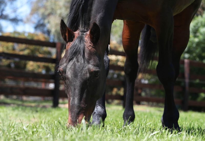 Test Of Faith brilliant in NYSS Final