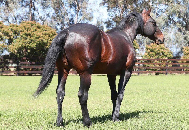 Historic win for Amore Vita