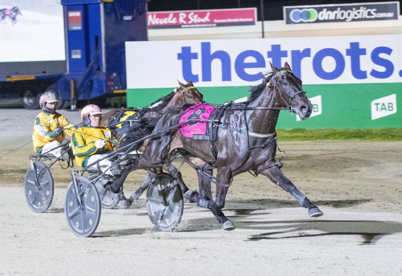 AUSTRALIAN TWO YEAR OLD OF THE YEAR TO BE OFFERED TO BREEDERS