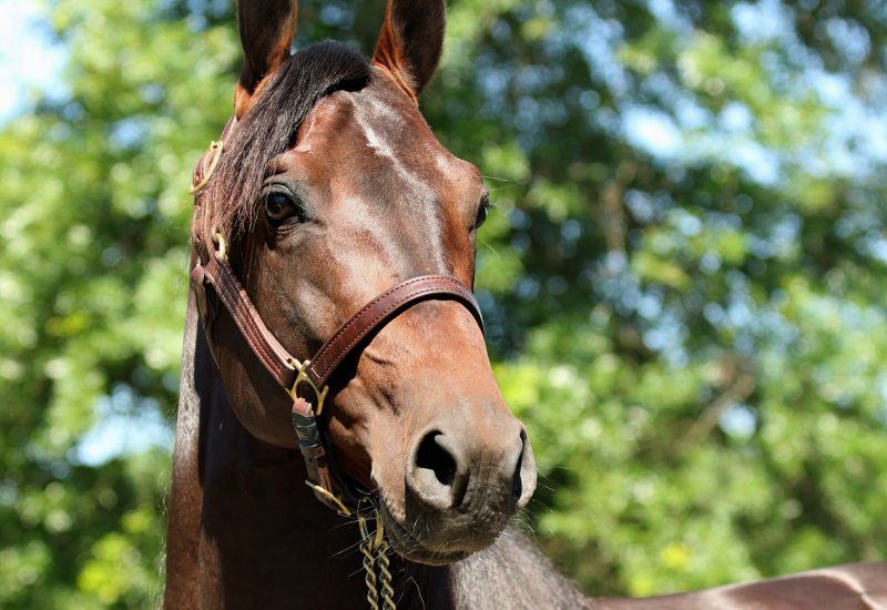 Better Is Nice was impressive at the Meadowlands baby races