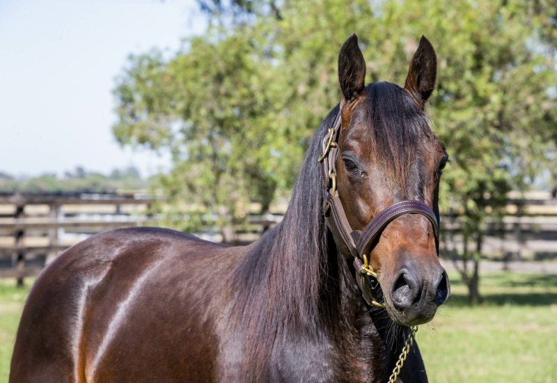 Bettor’s Wish dominates New Jersey Sires Stakes