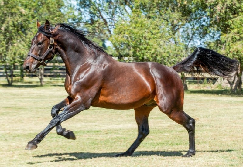 Captain Crunch’s Progeny Shine Across the Weekend