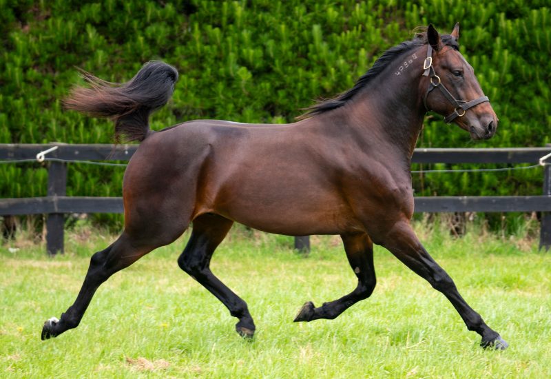 Captain Crunch Proves the Hottest Stallion in Bathurst Gold Crown & Tiara Heats