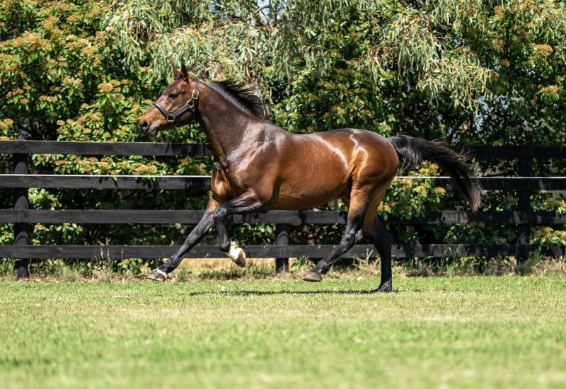 Vincent on Fire as Stakes Winners Keep Rolling