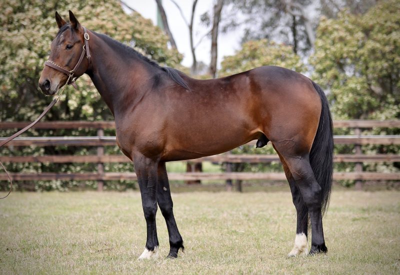 Elite Stride Impresses with trifecta at Melton