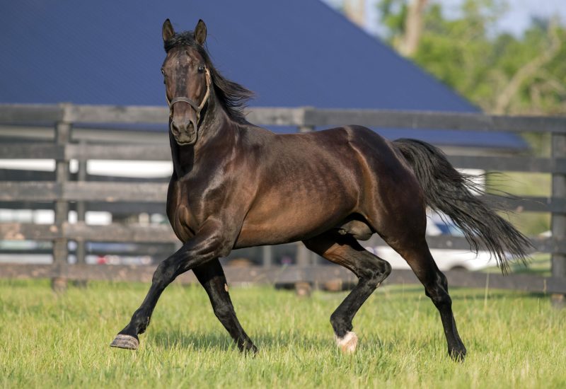17th Stakes Winner for A Rocknroll Dance