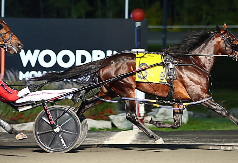 Son of Lazarus win Breeders Crown elimination