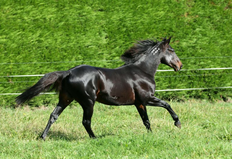 Lazarus N foals sweep four NJ Classic Finals